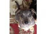 Adopt Greyhawk a Catahoula Leopard Dog