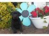 Lab puppy all colors with health guarantee