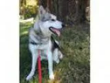 Adopt Nika a Alaskan Malamute Mixed dog in West Vancouver BC (