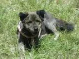 Adopt Clementine a Chow Chow Australian Shepherd