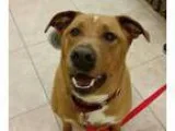 Adopt Zeus a RedGoldenOrangeCh estnut - with White Labrador Retr