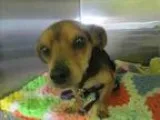 Adopt Nugget a RedGoldenOrangeCh estnut - with Black Dachshund  