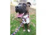 Adopt Taz a American Staffordshire Terrier  Boston Terrier  Mixe