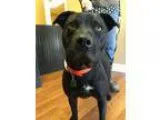 Adopt Roxie a Cane Corso Mastiff