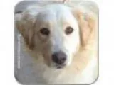 Adopt Wilber a Golden Retriever Great Pyrenees