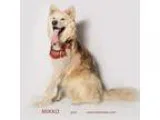 Adopt Mikko a White Alaskan Malamute  Mixed dog in Riverside CA 