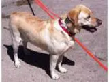 Adopt Vera a TanYellowFawn Labrador Retriever  Mixed dog in Dent