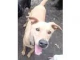 Adopt Humphrey a TanYellowFawn Labrador Retriever  Mixed dog in 