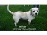 Adopt Bridget a Pug Beagle