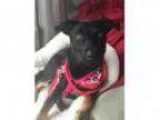 Adopt Beckham a Rottweiler