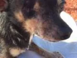 Adopt Little Buddy 6 lb one eye a Black - with Brown Red Golden
