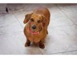 Adopt Cinnamon a Dachshund