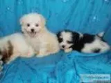 Adorable and oh so SOFT Mal-shi Puppies  Maltese quotShih-tzu