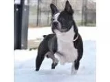 Adopt Herman a Boston Terrier  Mixed dog in Golden CO (15340175)