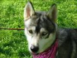 Adopt Arctic a Siberian Husky