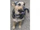 Adopt Charlie a German Shepherd Dog  Mixed dog in Duncan BC (151