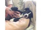 Adopt Shannon a Black - with White Pit Bull Terrier  Mixed dog i
