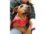 Adopt Dale Jr- NASCAR litter-350 a Black Mouth Cur  Mixed dog in