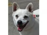Adopt Skeet a American Eskimo Dog
