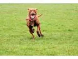 Adopt Lilly Belle -Sweetness at HP a RedGoldenOrangeCh estnut La