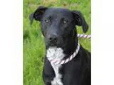 Adopt Racey a Border Collie