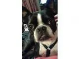 Adopt Stella a Boston Terrier