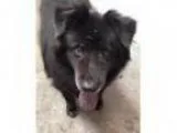 Adopt Alvin a Schipperke Belgian Shepherd Dog Sheepdog