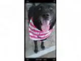 Adopt URGENT Baby (female) a Belgian Shepherd Dog Sheepdog Labra