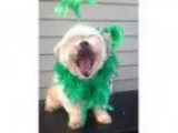 Adopt Jacob a Lhasa Apso