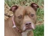Adopt Fila a RedGoldenOrangeCh estnut - with White Pit Bull Terr