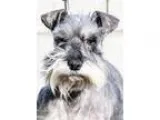 Adopt Olive a Schnauzer