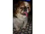 Adopt Amos a RedGoldenOrangeCh estnut - with White Pekingese  Mi