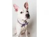 Adopt PETER PAN a Pit Bull Terrier  Mixed dog in Sacramento CA (