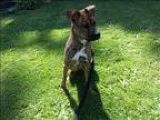 Adopt Shasta a Mastiff  Shar Pei  Mixed dog in Victoria BC (1550