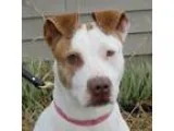 Adopt Willa a White - with Tan Yellow or Fawn Labrador Retriever