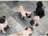 Pug puppies to rehome