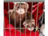 Adopt Winston and Gatlin a Ferret