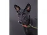 Adopt Bella a Black Whippet  Schipperke  Mixed dog in Sudbury MA