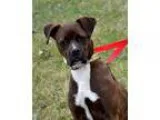 Adopt Gabrielle a Brindle - with White Boxer  Mixed dog in DuQuo