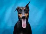 Adopt Lulu a Doberman Pinscher
