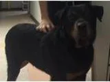 Adopt Sammy (Samantha) a Black - with Tan Yellow or Fawn Rottwei