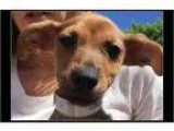 Adopt Bobby a Miniature Pinscher