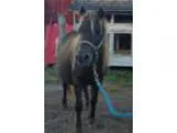Registered &quotB&quot Miniature Horse Mare for ADOPTION