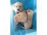 Adopt Lab Puppies a TanYellowFawn - with White Labrador Retrieve