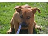 Adopt Danica- NASCAR litter-350 a Black Mouth Cur  Mixed dog in 