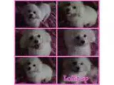Adopt Lollipop a White Poodle (Miniature)  Mixed dog in Detroit 