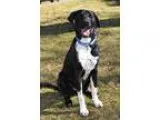 Adopt Fischer a Black - with White Labrador Retriever  Great Dan