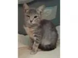 Adopt Sunshine a Tabby - Grey