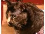 Adopt Spice a American Shorthair