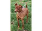 Adopt Pee Wee a Miniature Pinscher
